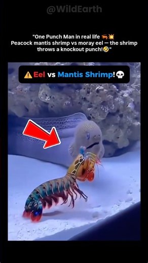 🦐 The Most Violent Punch in Nature