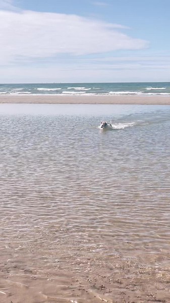 Curly Haired Dog Enjoys Playtime at the Beach