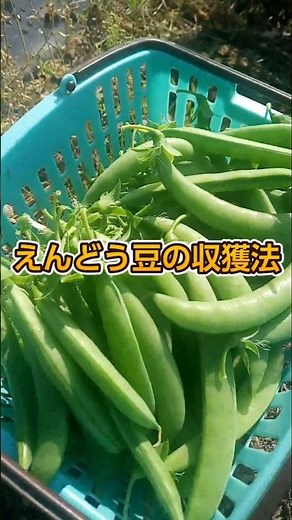 えんどう豆の簡単な収穫方法 #農業 #農作業 #野菜作り