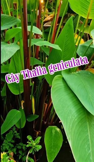 Cây Thalia geniculata