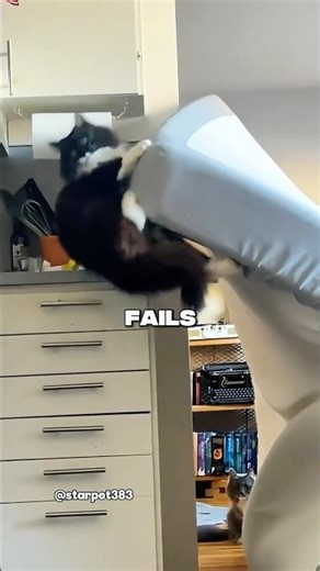 Most Painful Cat Fails