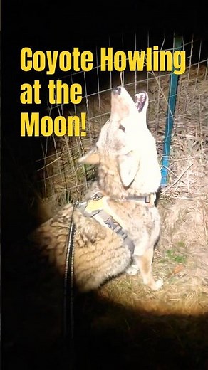 Coyote Howling At The Moon! | I Think...