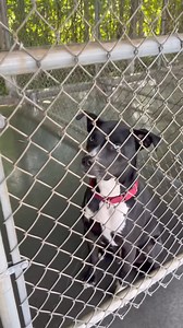 44K views · 900 reactions | ADOPTERS NEEDED Most of these dogs...