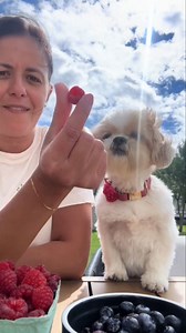 Blueberry and Raspberry Picking