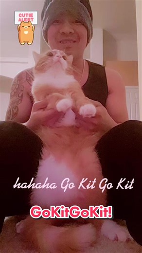 Go Kit Go! Dancing Cat Video Compilation