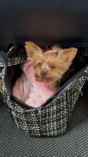 Emily's Economy Flight Experience: A Comedy Moment