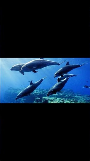 Wild Dolphins in the Open Ocean | Marine Life