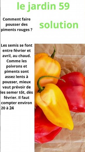Comment faire pousser des piments rouges