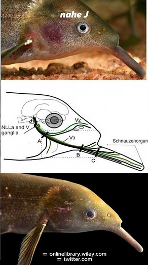 Fish that Have a Trunk | Peter's Elephantnose Fish