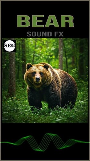 Bear Sound Fx