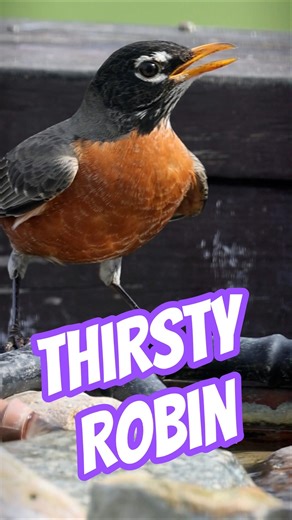 Thirsty American Robin on Backyard Bird Feeder Cam #birds #wildlife #birdwatching