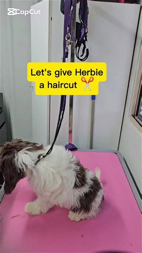 Sometimes our puppies are a bit older and need a puppy cut before they head home. This little guys flew to Westwrn Australia to be with his new family. His life will.be amazing in Busselton #Puppies #cavoodlebreeder #cavapoo #westernaustralia #Frasercoast