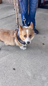 3.3K views · 56 reactions | These dogs are available for adoption to...