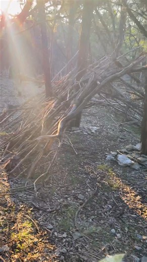 Tree structure 3 | Lonestar Cryptid Research | Facebook