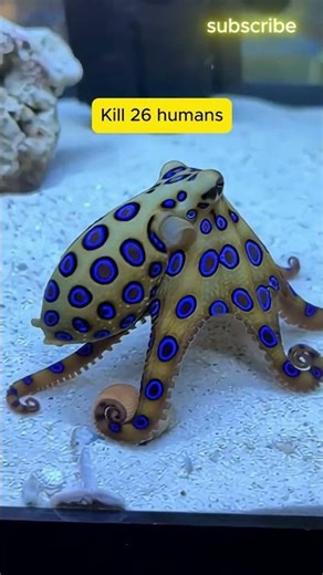 Don’t Touch This Tiny Octopus 😳 It Can Kill You in Minutes! ☠️