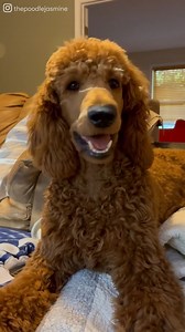 8.3K views · 1.4K reactions | I need a Standard Poodle in my life 殺 | Good Dog | Facebook