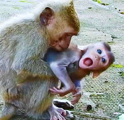 Poor little monkey try hard to leave from in the hand of older sister try to hug her hardly can not move away | Monkey Daily TV
