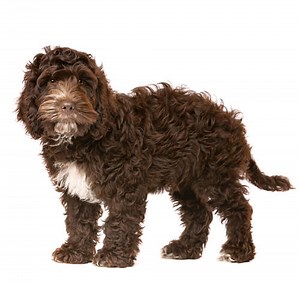 Cockapoo Dog Breed Information | Purina