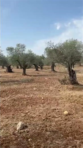 Making EVOO look good is harder than making it.