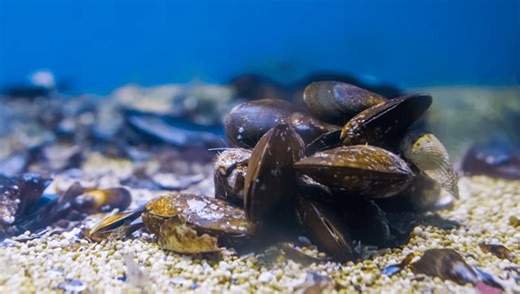 Teams Of Mollusks With Little Sensors Are Used To Test The Water Quality In Warsaw