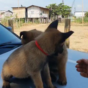 Nuevos K9 Mac Security | Mac Security | Facebook