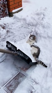 240K views · 1.6K reactions | When snow removal turns into a cat taxi ❄️ | MetDaan Tips | Facebook