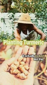 How to Grow Turmeric from Store-Bought Roots 🌱🌕