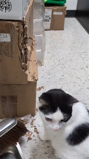Que Jaws Theme Music- Duh dun… duh dun… duh dun duh dun duh dun— Out of the shadows, she strikes! Yoda the cat, feared destroyer of cardboard, was recently apprehended mid-rampage as she shredded the side of a defenseless box with the intensity of a feline on a mission. Witnesses say she made direct eye contact, slowly curled her paw… and kept scratching. Absolutely no remorse. This master of mischief is now looking for a forever home where her talents will be appreciated (or at least tolerated)