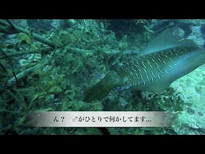 アオリイカ いろんな生態シーン 2010.05.17