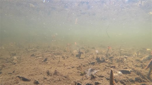 174K views · 4K reactions | Monday was fairly warm so I setup the underwater marsh cam. A couple of Painted Turtles, lots of fish including a Largemouth Bass, and a couple of Canada Geese passed by. | Jocelyn Anderson Photography | Facebook
