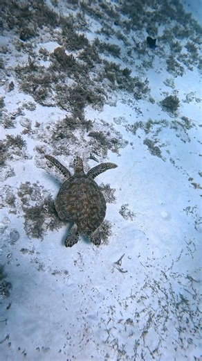 Turtle in a Half shell