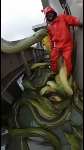 Offshore Chaos Moray Eels Launch Onboard Non Stop😱