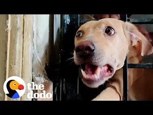 Dog Gets Head Stuck In Iron Fence | The Dodo