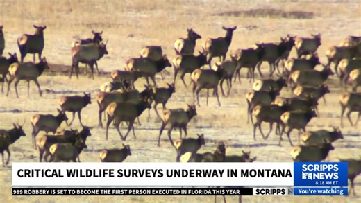 Winter aerial surveys aid wildlife management efforts