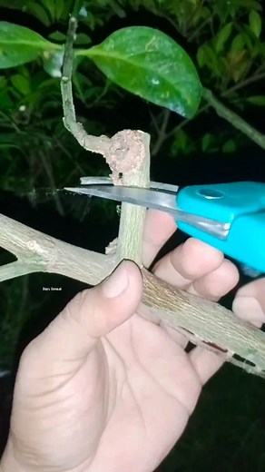 5.6K views · 27 reactions | Simple technique for grafting orange tree stems #bonsai #naturaleza #plantasdecasa #jardin #flores #plantas #jardines #trees #fblifestyle #vivero #jardineria #decoracionconplantas #art #gardening #garden #duy #orange | Bayu Bonsai | Facebook