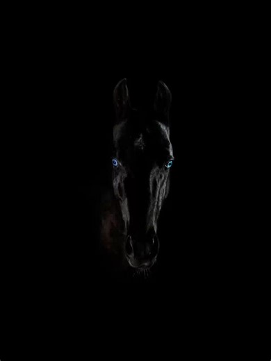 Ultra HD Black Horse Wallpaper Collection | 8k Wallpapers