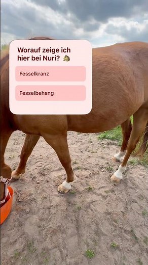 Weißt du das? Pferdequiz 🎉🐴 #shorts #klaraswelt