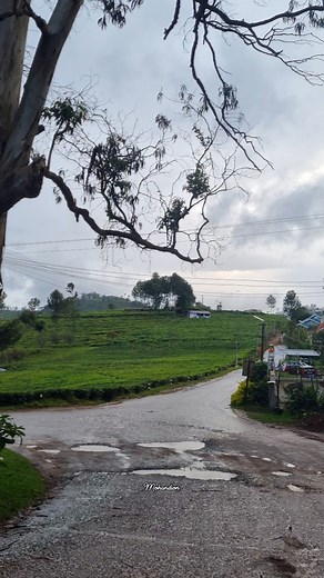 59K views · 2.2K reactions | Monsoon nilgiri | Beautiful nilgiri | Facebook