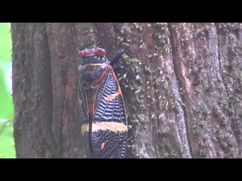 Summer Cicada loud sound song