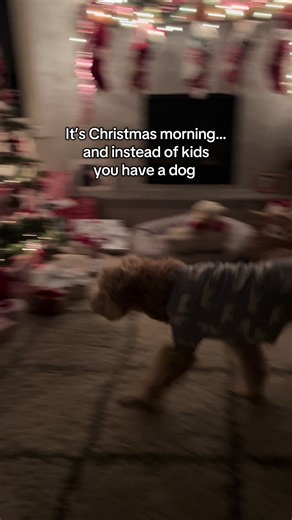 His happy little tail 🥹🐾🎄 #doglove #goldendoodle #dogmomlife #christmasmorning