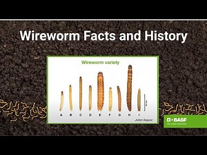 Biology & Life Cycle of Wireworms - Game Over for Wireworms pt. 1