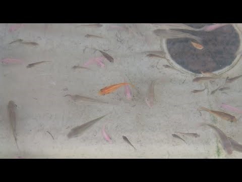 Farm Synergy TV Epic Fish Cam Live Experience