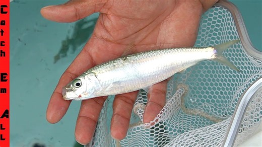 World’s Fastest Fish vs Fastest Hands - Insane Reaction Test!