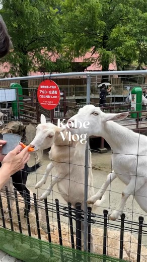 혀헮헸혂 on Instagram: "2泊3日の神戸旅行〜⟡.· 行きたいところほとんど行けて良かった‍↕️ 投稿もまとめていきます . . . . . #神戸 #神戸旅行 #旅行 #vlog #カフェ巡り #自然"