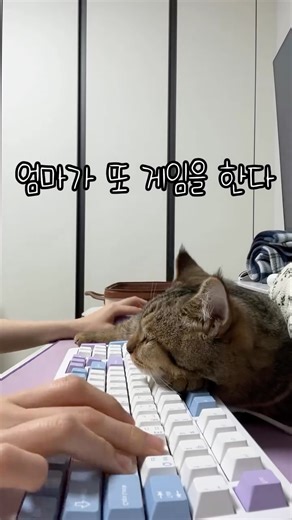 남토비(앙금이) on Instagram: "않이 이 관종아 #집사의하루 #오버워치 #cats #overwatch #키보드추천"