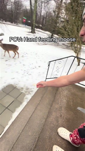 A couple moose showed up looking for a treat today #trending #viral #moose #outdoors #fyp