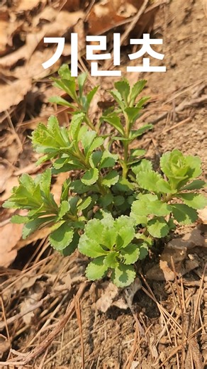 피를 맑게하고 지혈작용과 진정작용...