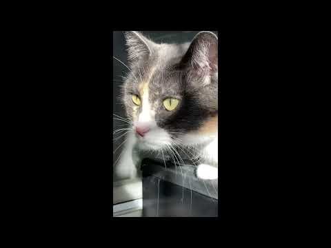 Kitty Mew Says No Treat! Geese All In A Row, Smurf Cat "Tag You're It" Dog Max, Up On Umbrella 10/13