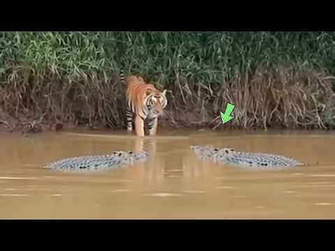 The tiger met its death at the hands of the crocodile.