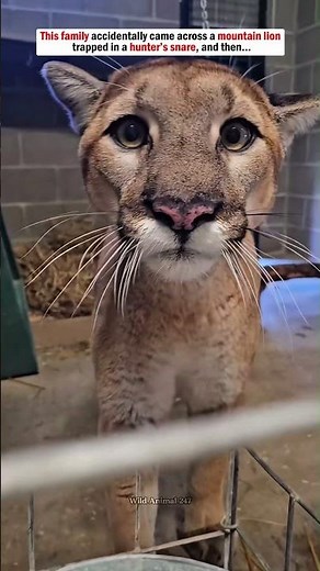 This family accidentally came across a mountain lion trapped in a hunter’s snare, and then…
